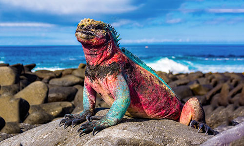 Galapagos[-]cấm[-]bắn[-]pháo[-]hoa[-]đêm[-]giao[-]thừa[-]để[-]bảo[-]vệ[-]động[-]vật